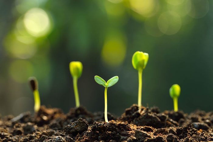 010_Brain_Surprising_Health_benefits_Gardening
