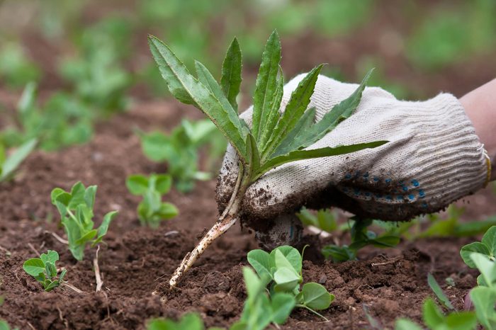06_Environment_Surprising_Health_benefits_Gardening