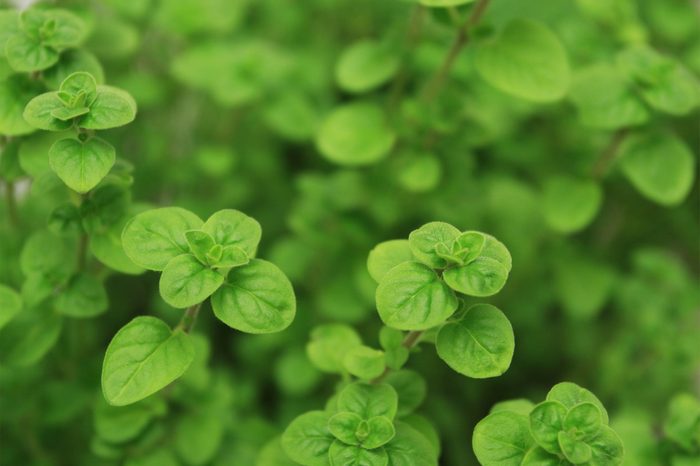 oregano plants