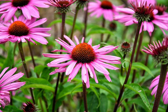 Field of flowering echinancea.
