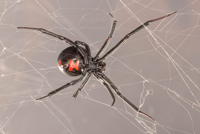 Dangerous-Bugs-to-Watch-Out-for-This-Summer
