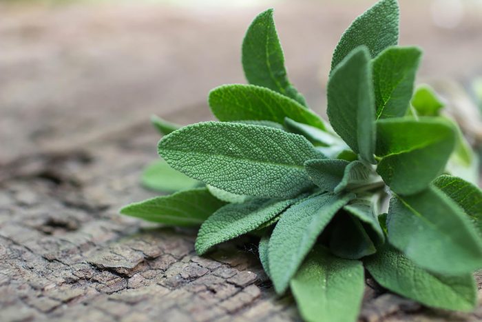 sage sprigs