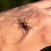 7 Bug Bites You Should Never, Ever Ignore
