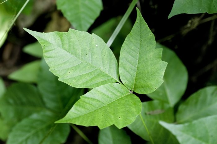 poison ivy plant