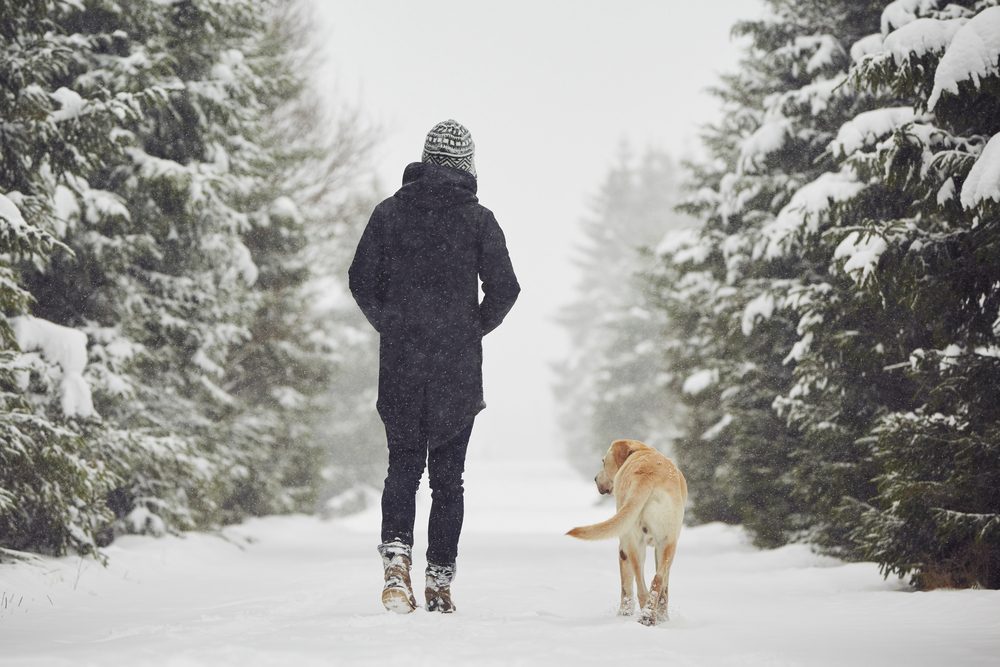 Man walking with his yellow labrador retriever in winter landscape