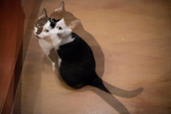 Trippy double exposure black and white cat