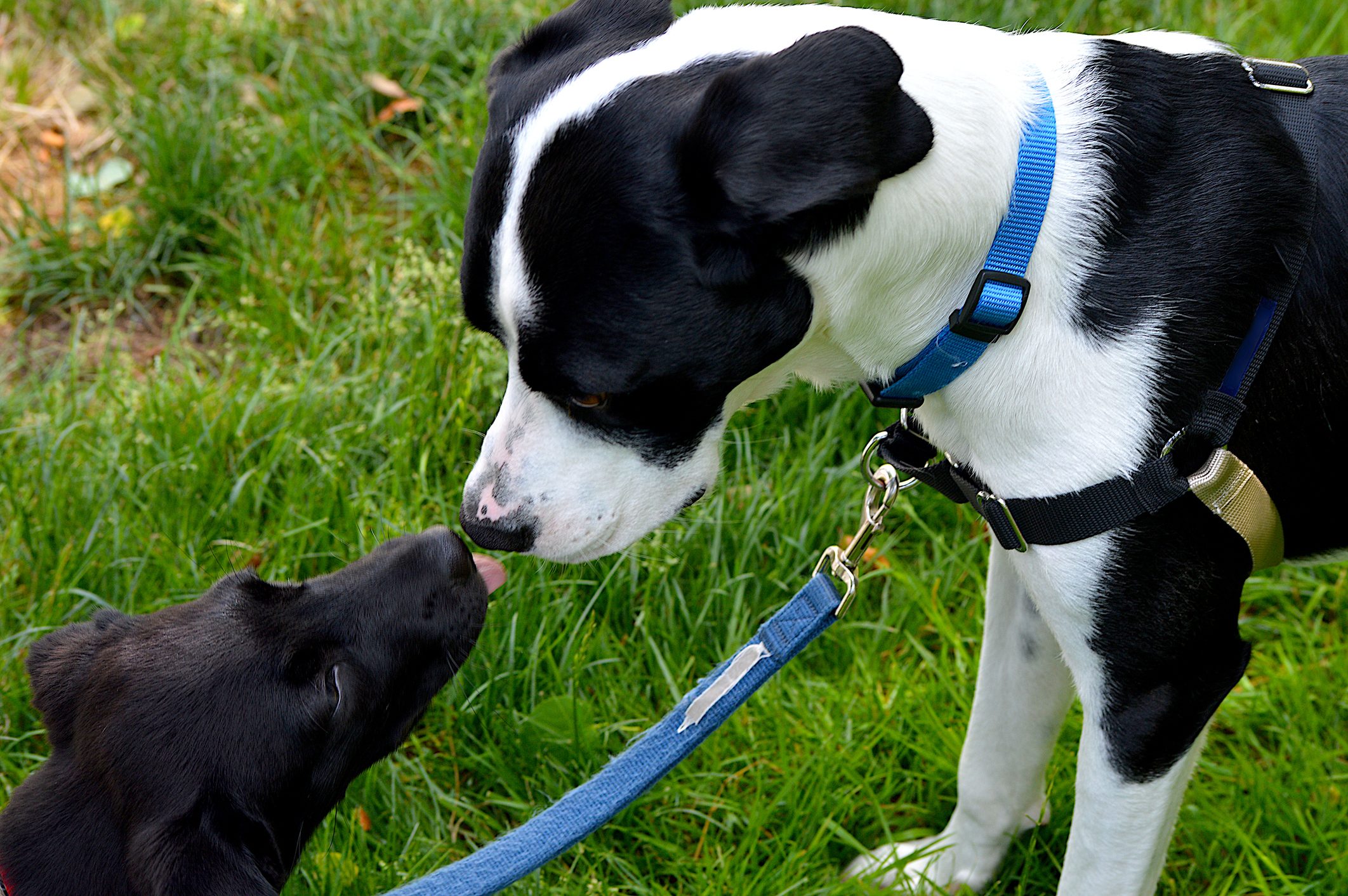 Two Dogs Sniffing Each Other