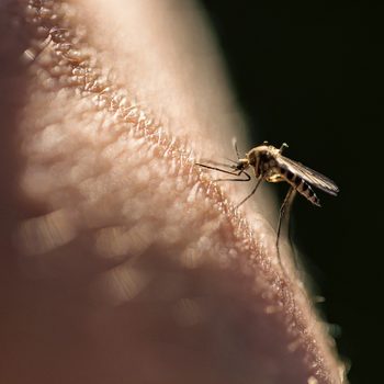 The 6 Best Products To Help You Avoid Bug Bites