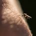 Here's What Happens When You Get a Bug Bite, Say Medical Doctorsâ€”Plus, Why You Shouldn't Scratch It