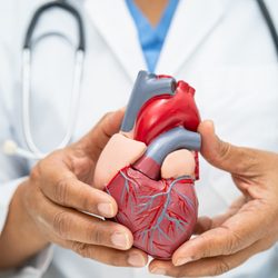 Cardiovascular Disease Cvd, Asian Doctor Holding Human Anatomy Model For Learn And Treat Heart Disease.